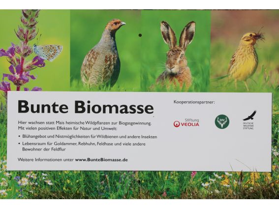 Projekt "Bunte Biomasse" - Wildblumen auf dem Feld von Landwirt Richard Schulte © Foto Kreis Paderborn